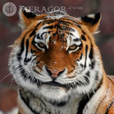 MERAGOR | Тигр фото на аву скачать