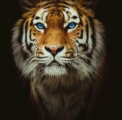 Картинки тигра на аву (100 фото)