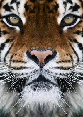 MERAGOR | Скачать на аву красивое фото тигра