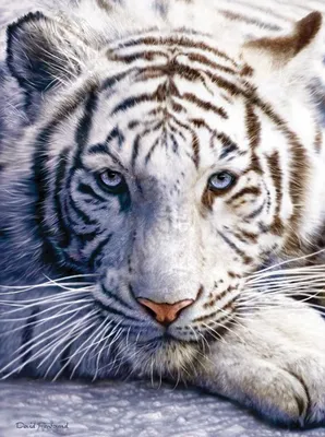 MERAGOR | Картинки тигров на аву скачать