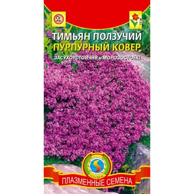 Тимьян ползучий 'Albiflorus' | Многолетние в Москве, МО