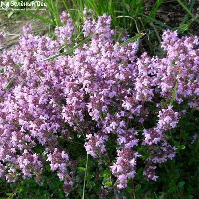 Тимьян сахарный (Thymus) 5л - Сочинский питомник декоративных растений