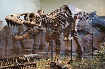 Тираннозавр — Википедия