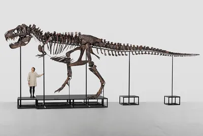 Поиск по тегу Тираннозавр
