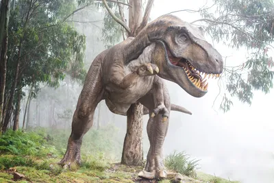 Король», «королева» и «император»: палеонтологи разделили тираннозавров на  три вида