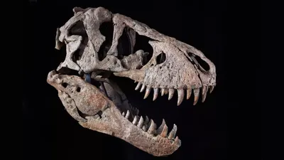 Фигурка динозавра Jurassic World Побег Ти-Рекса купить по цене 2 799 грн. в  интернет-магазине antoshka.ua