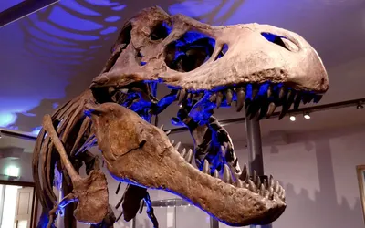 Тиранозавр Рекс зеленый 31 см Tyrannosaurus — фигурка-игрушка 55027 Papo |  Купить, цена, отзывы, в интернет-магазине Новая Фантазия FantasiaNew.ru