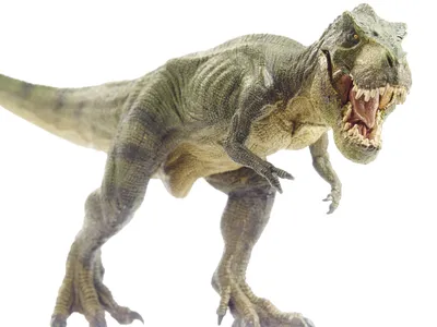 Rex тиранозавра динозавров, Afrovenator, мегалозавр, Tarbosaurus, скелеты  Struthiomimus, ископаемые доисторическо Иллюстрация вектора - иллюстрации  насчитывающей чертеж, нарисовано: 111396754