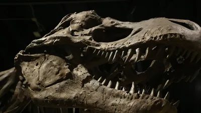 Огромный Тиранозавр (Jurassic World Super Colossal Tyrannosaurus Rex  Figure) купить в Киеве - Книгоград