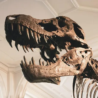 Динозавр Attivio Тиранозавр купить по цене 2799 ₽ в интернет-магазине  Детский мир