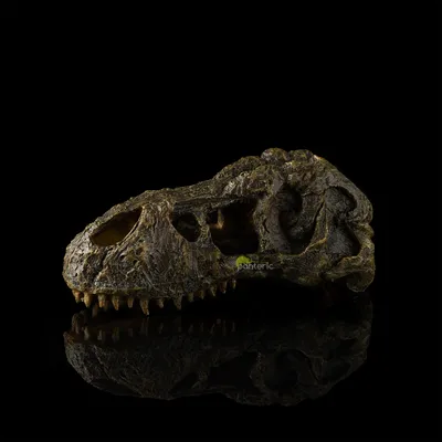 Rex тиранозавра, динозавр T-rex от юрского периода 3d представляет  изолированный на белой предпосылке Иллюстрация штока - иллюстрации  насчитывающей оперено, динозавр: 109075655