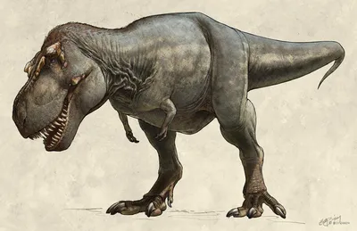 Широкий взгляд тиранозавра, взгляда со стороны Стоковое Фото - изображение  насчитывающей ведущего, когти: 108522902