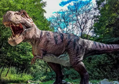 Тираннозавр | Парк Янтарного Периода