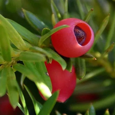 Тис ягодный – фото, описание и особенности выращивания редкого растения | В  цветнике (Огород.ru)