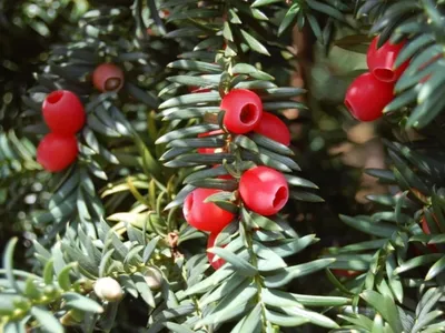 Растения Крыма::Тис ягодный