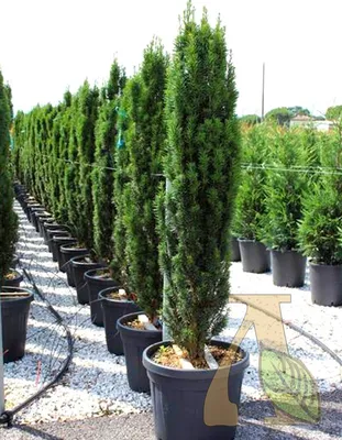 Тис ягодный Taxus baccata купить в Москве саженцы из питомника Greenpoint24