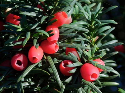 Тис ягодный 🌲 по выгодной цене 12000 руб. в Москве - купить Taxus Baccata  в питомнике «Зеленый Рай»