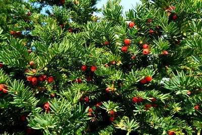тис ягодный - Taxus baccata