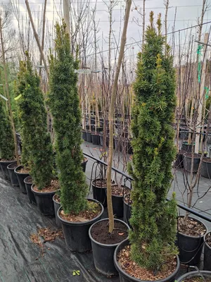 Саженцы Тис ягодный Фастигиата (Taxus baccata Fastigiata) из питомника  растений Гринстрана купить по цене от 1200 рублей | Описание, фото,  доставка, консультация — Гринстрана.ру