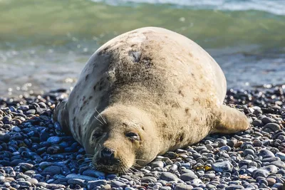 Активисты Камчатки просят не спасать тюленей на берегу | Ветеринария и жизнь