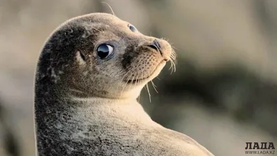 Каспийский тюлень на грани исчезновения