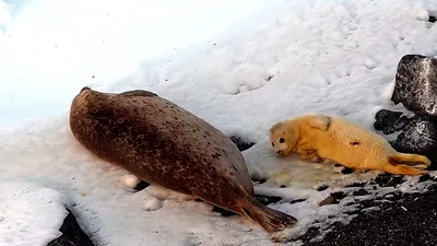 В Дальневосточном заповеднике впервые сняли на видео кормление детёныша  тюленя - Новости РГО