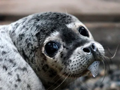 Массовая гибель тюленей на Каспии: ученые назвали причину