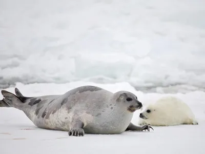 Администрация ГО \"Город Калининград\". Два спасенных тюленя вернулись в море