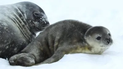 Картинки на тему #тюленя - в Шедевруме