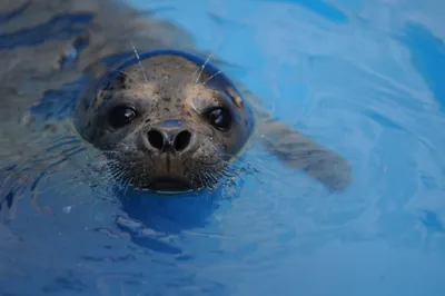 За лето на берегу моря в Калининградской области погибли три тюленя