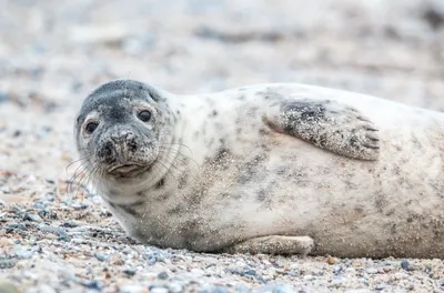 В Ленинградской области спасли истощенного детеныша тюленя, который  несколько часов стеснялся выйти на сушу | РБК Life