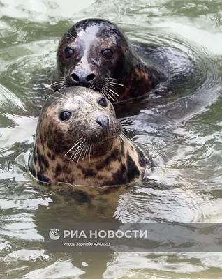 Тюленя из Калининградского зоопарка научили рисовать картины — 28.10.2023 —  В России на РЕН ТВ
