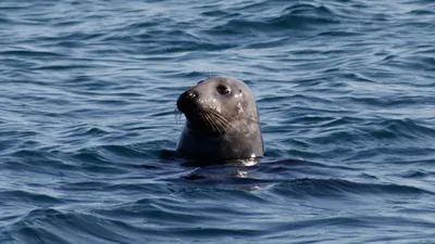 Раненого тюленя разыскивает Минэкологии в Актау
