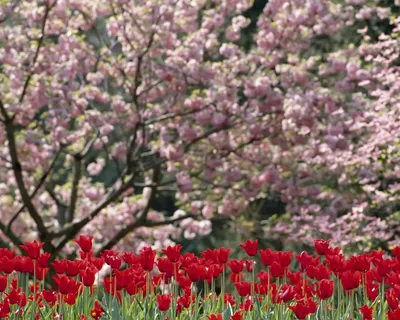 Заставки весна, картинки тюльпаны, фото сирень, 1280x1024, скачать обои  высокого качества
