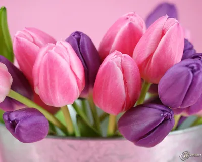 Скачать обои Тюльпаны (Цветы, Тюльпаны) для рабочего стола 1280х1024 (5:4)  бесплатно, Макро фото Тюльпаны Цветы, Тюльпаны на рабочий стол. |  WPAPERS.RU (Wallpapers).