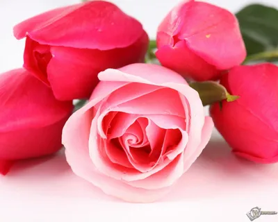 Скачать обои Тюльпаны и розы (Цветы, Розы, Тюльпаны) для рабочего стола  1280х1024 (5:4) бесплатно, Макро фото Тюльпаны и розы Цветы, Розы, Тюльпаны  на рабочий стол. | WPAPERS.RU (Wallpapers).