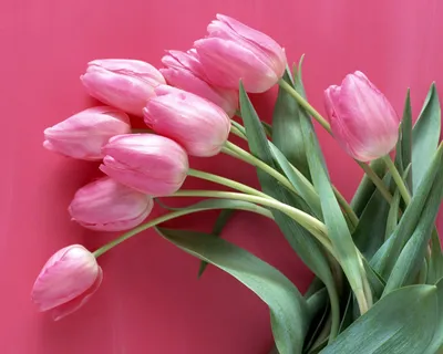 Букет из розовых тюльпанов обои и картинки для компьютера.