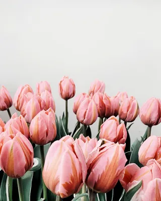 Качественные HD обои цветы 1280x1024 флора HD обои картинки 1280x1024 маки  тюльпаны ромашки скачать обои высокого качества