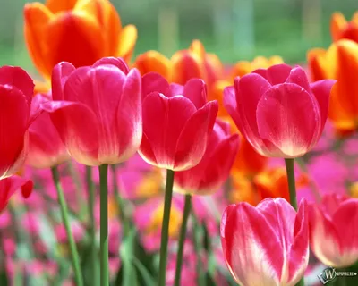Скачать обои Красивые тюльпаны (Цветы, Тюльпаны, Весна) для рабочего стола  1280х1024 (5:4) бесплатно, Макро фото Красивые тюльпаны Цветы, Тюльпаны,  Весна на рабочий стол. | WPAPERS.RU (Wallpapers).
