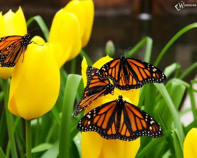 Скачать обои Бабочки на тюльпанах (Цветы, Бабочки, Тюльпаны) для рабочего  стола 1280х1024 (5:4) бесплатно, Макро фото Бабочки на тюльпанах Цветы,  Бабочки, Тюльпаны на рабочий стол. | WPAPERS.RU (Wallpapers).