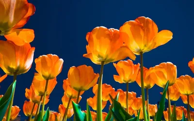 Тюльпаны освещенные солнцем - 71 фото