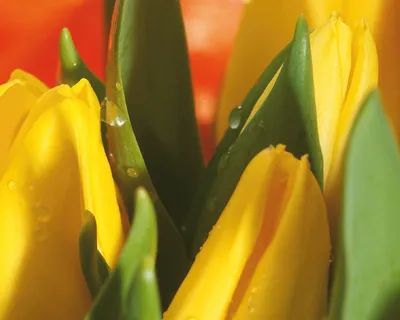 Желтые тюльпаны обои, картинки и фото скачать бесплатно.