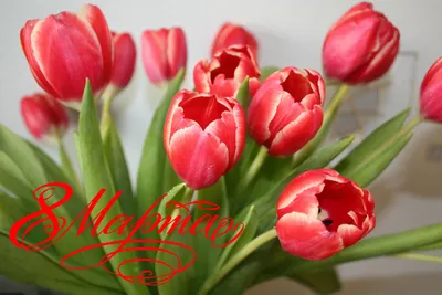 Обои на рабочий стол Букет весенних тюльпанов, (с 8 марта! Поздравляю!),  обои для рабочего стола, скачать обои, обои бесплатно