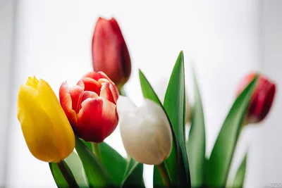 Как происходит доставка тюльпанов 8 марта? Блог интернет-магазина АртФлора