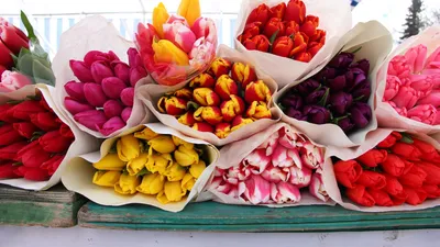 Принимаем заказы на тюльпаны к 8 марта! - kx-plodovoe.ru