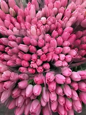 Нежно розовые тюльпаны (52 фото) | Розовые тюльпаны, Тюльпаны, Осенние цветы