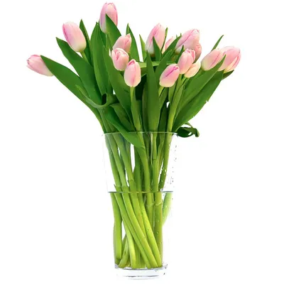 Купить Тюльпаны розовые в Нерехте за 100 руб. | Быстрая доставка цветов