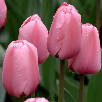 Купить Белые и розовые тюльпаны с доставкой в Омске - магазин цветов Трава
