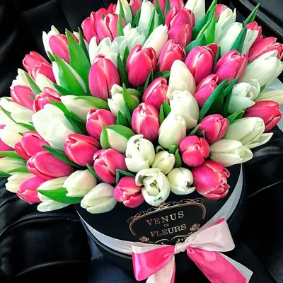 Купить 25 розовых тюльпанов в оформлении с доставкой в Санкт-Петербурге