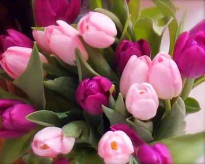 Бело-розовые тюльпаны в шляпной коробке (25шт) за 4290р. Позиция № 1025